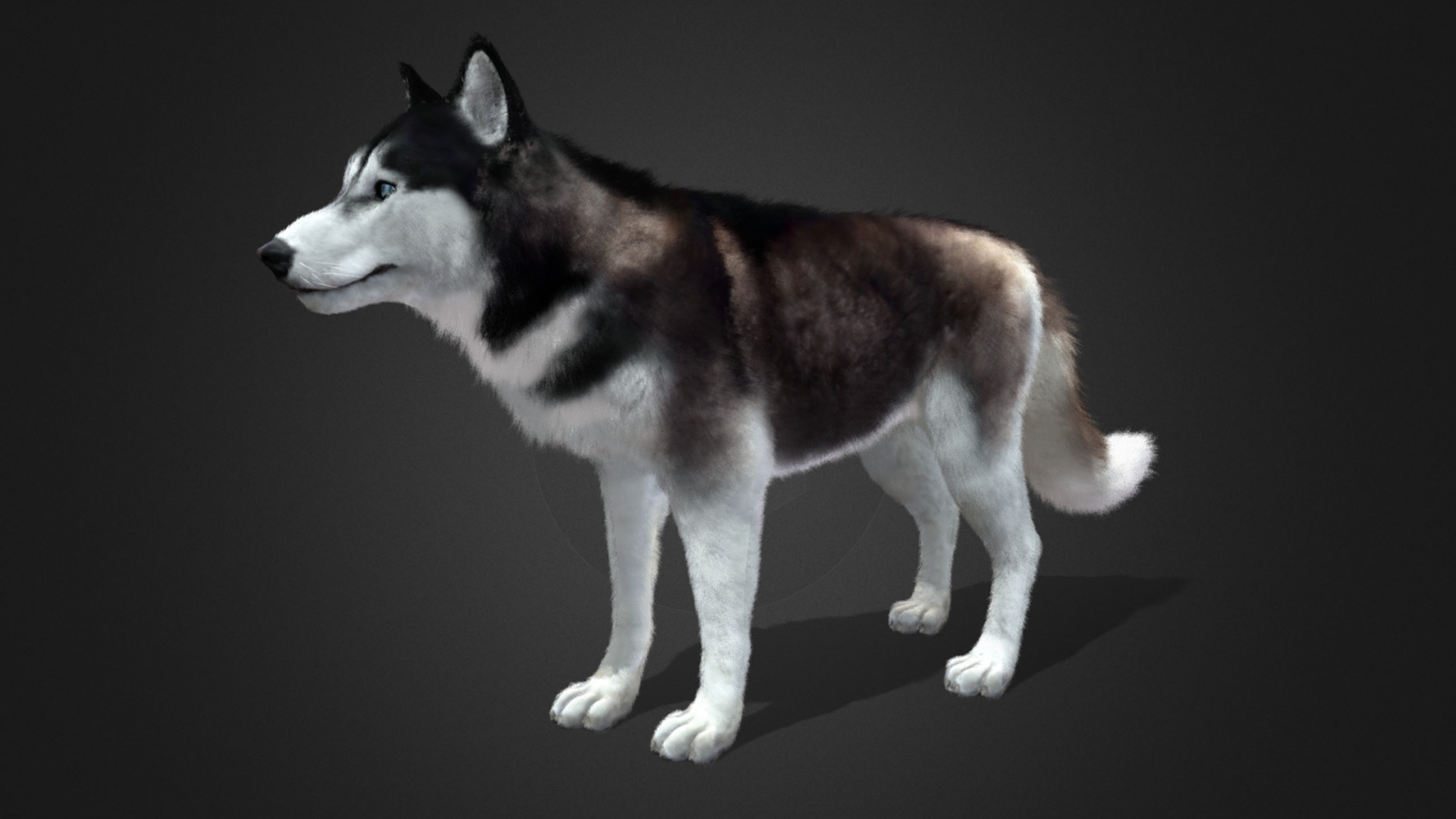 Dog - Husky Realistic Animated 3D model_16