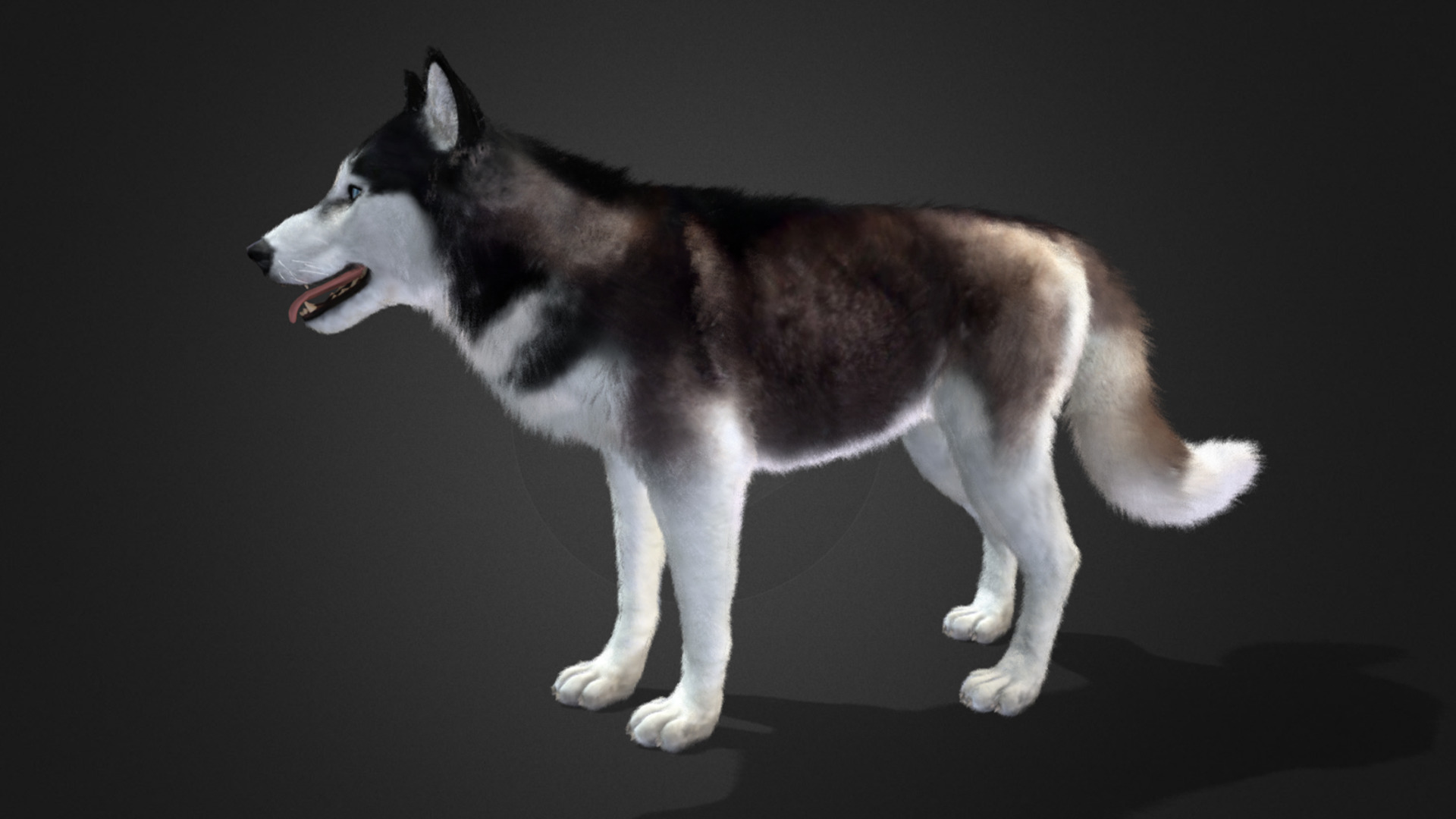 Dog - Husky Realistic Animated 3D model_2