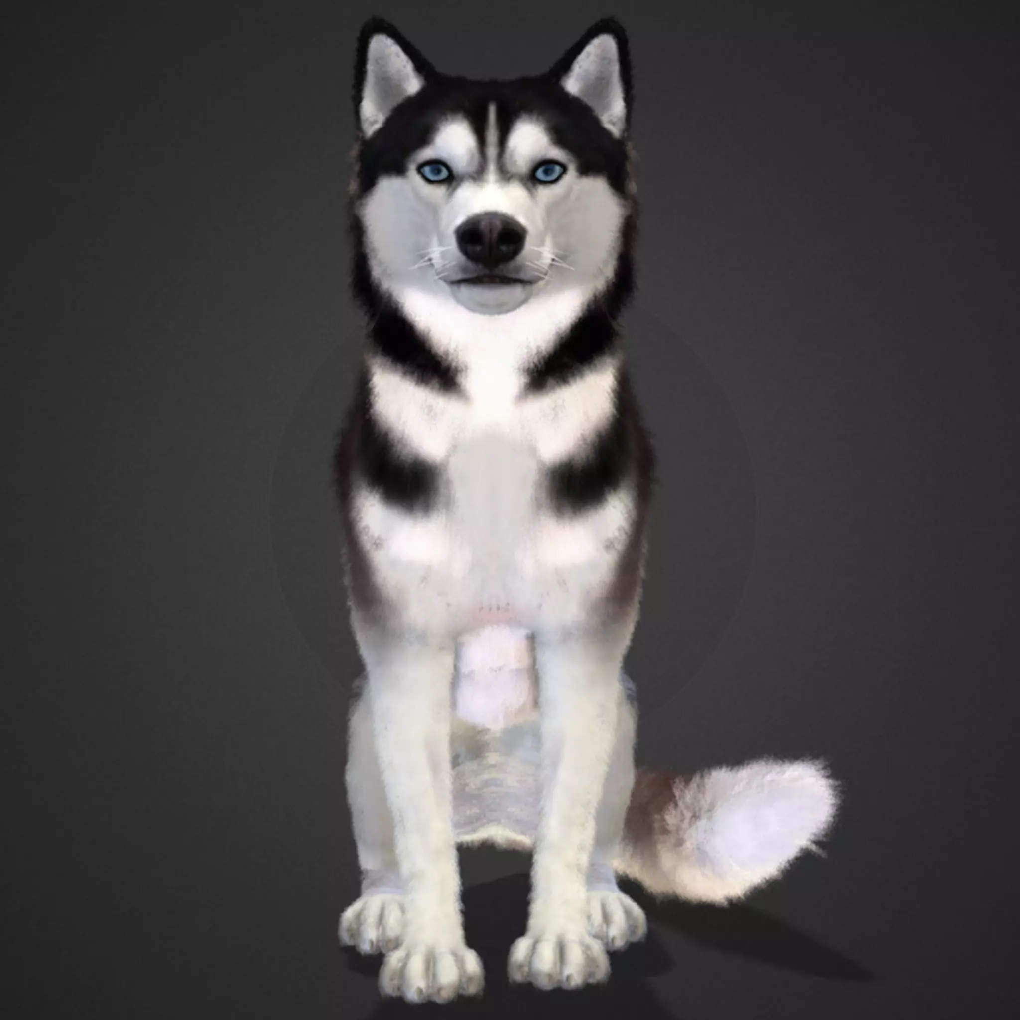 Dog - Husky Realistic Animated 3D model_0