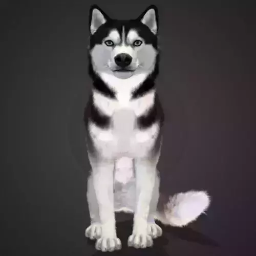 Dog - Husky Realistic Animated 3D model