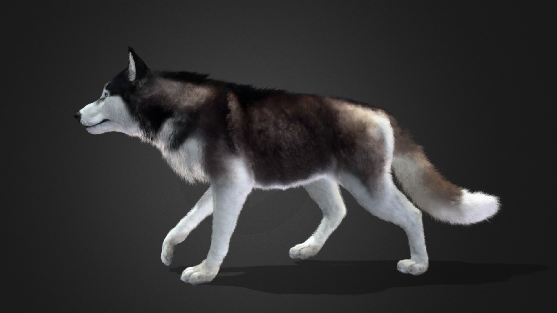 Dog - Husky Realistic Animated 3D model_6