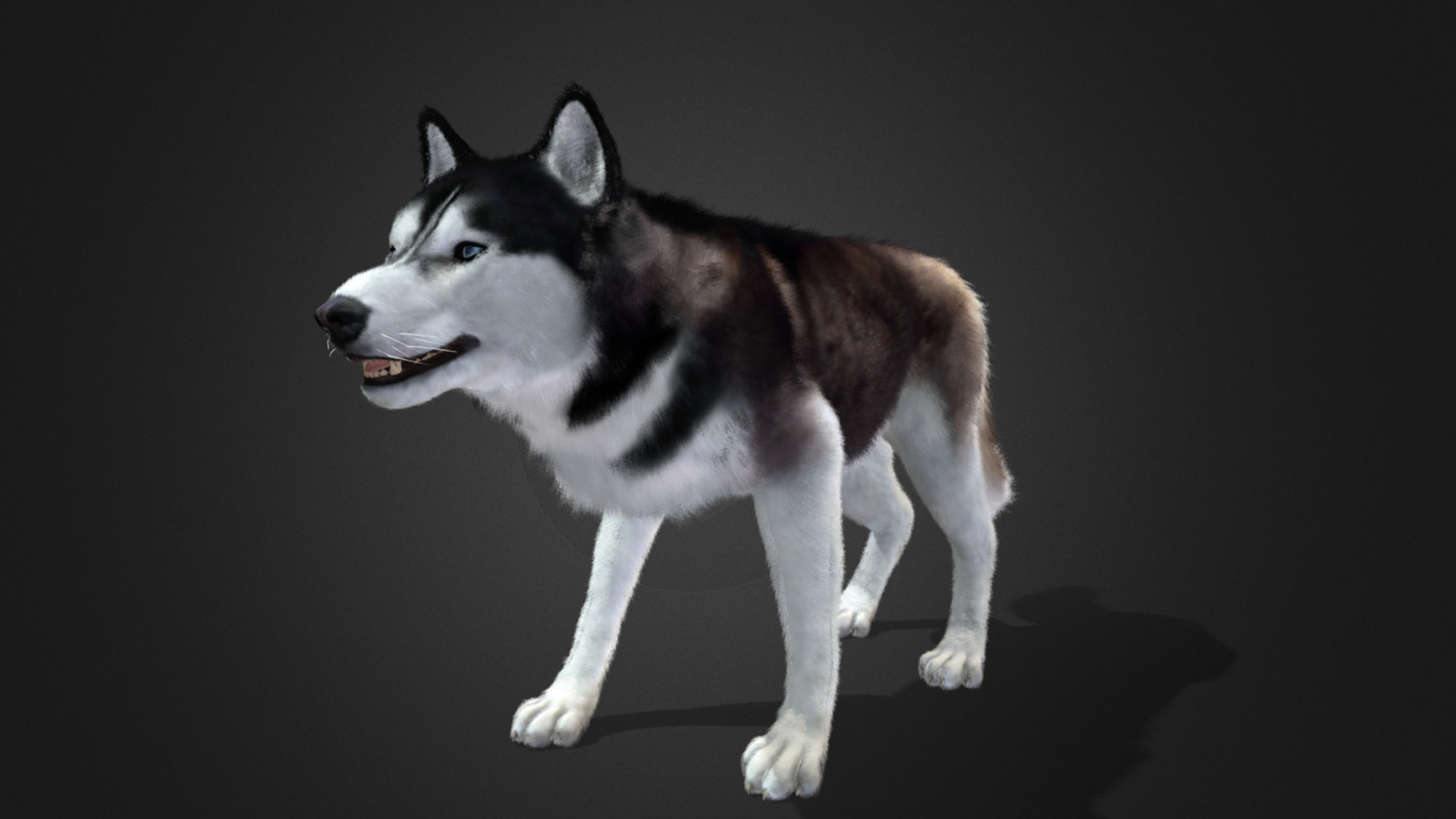 Dog - Husky Realistic Animated 3D model_7