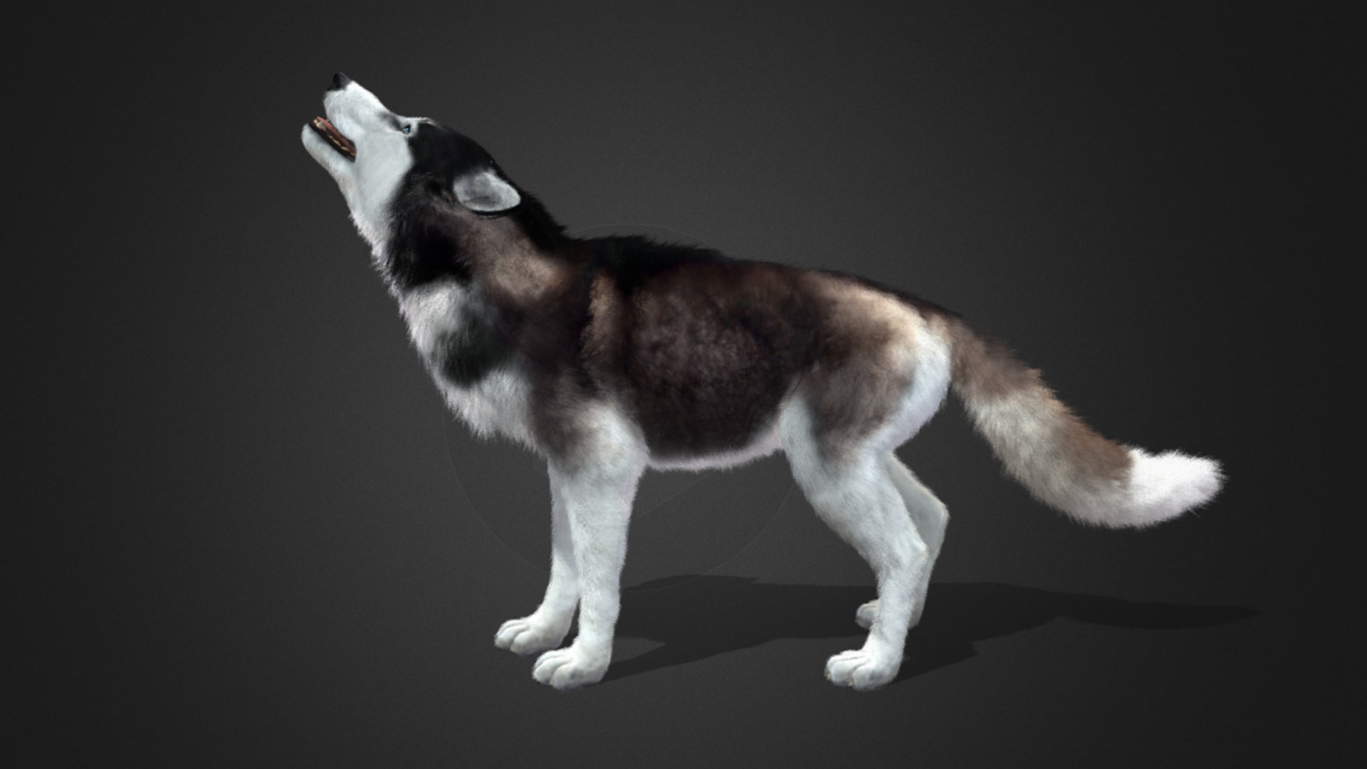 Dog - Husky Realistic Animated 3D model_3