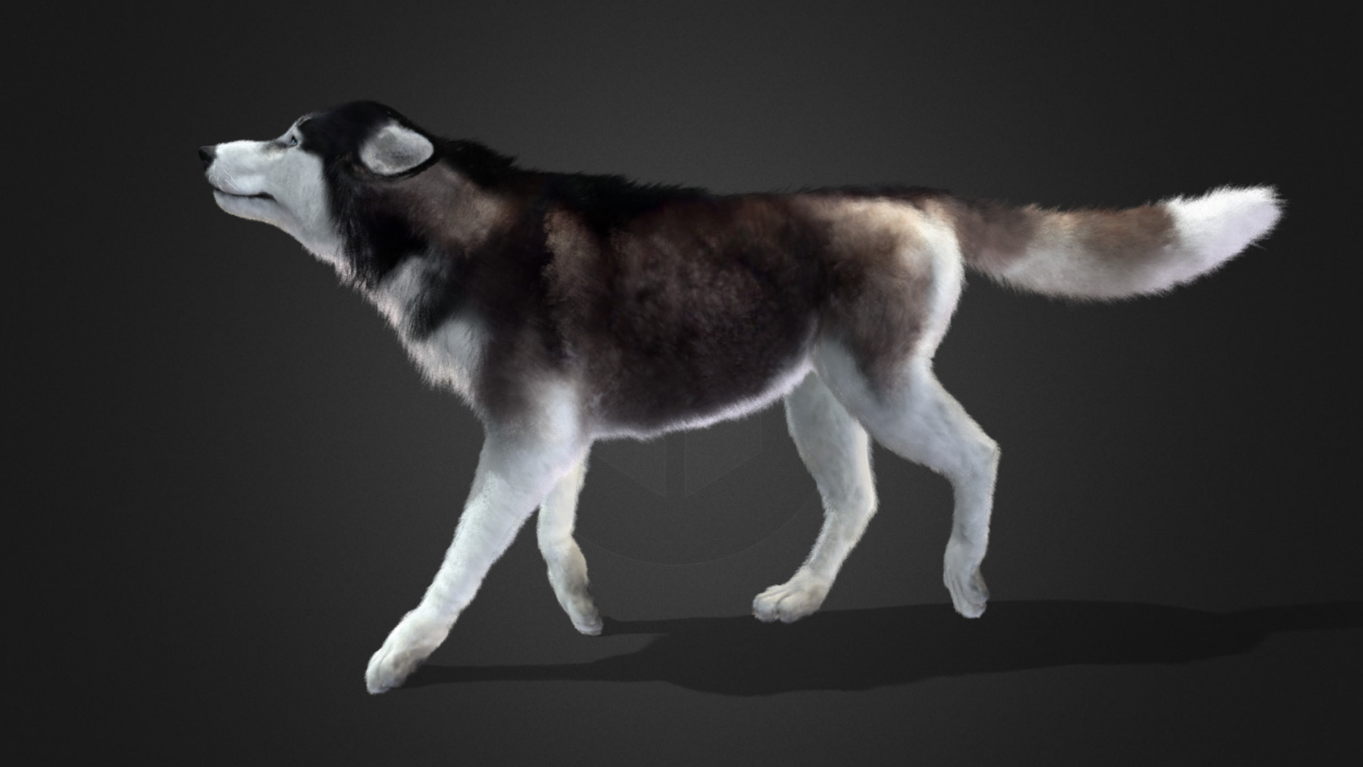 Dog - Husky Realistic Animated 3D model_13
