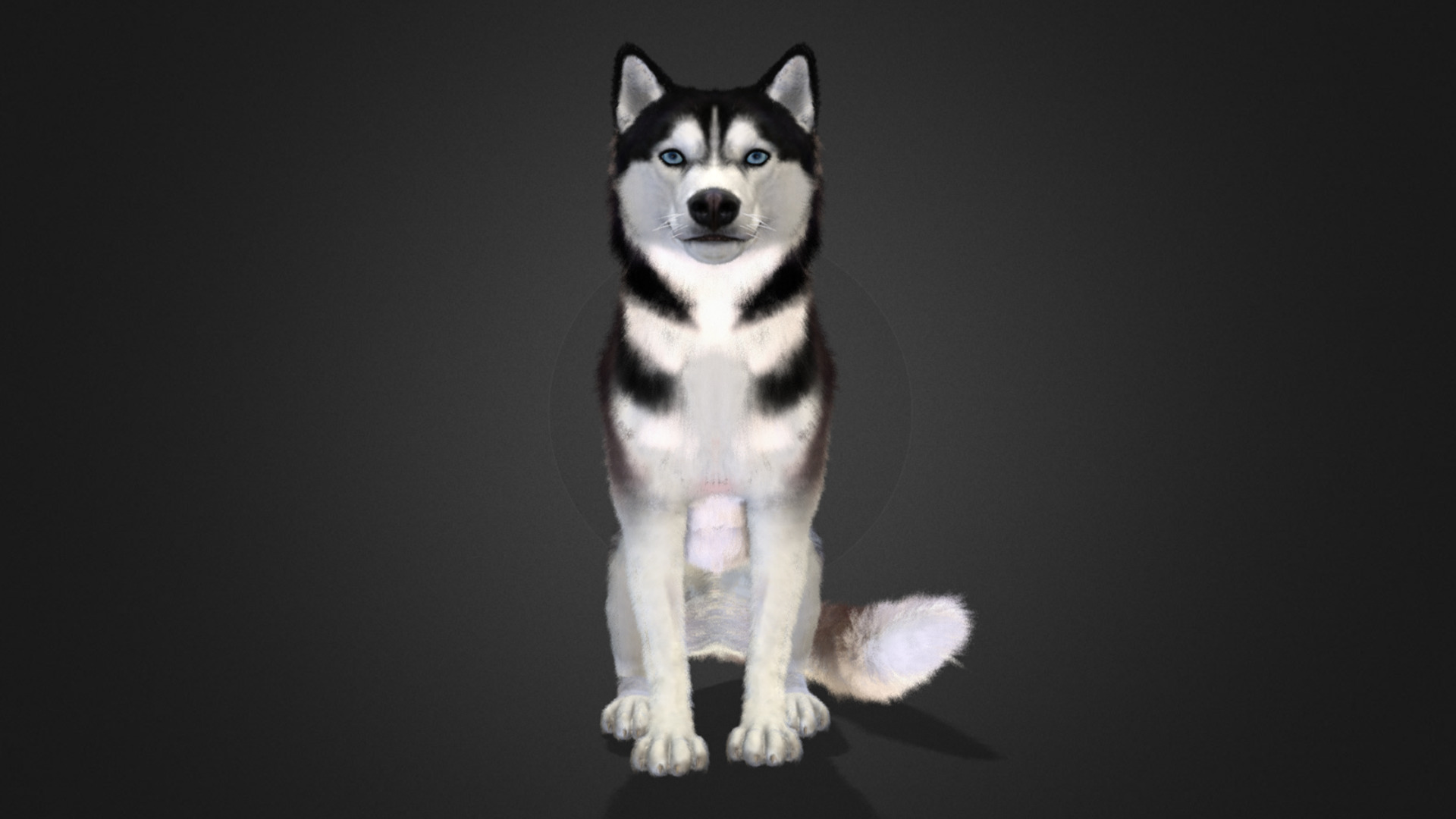 Dog - Husky Realistic Animated 3D model_10