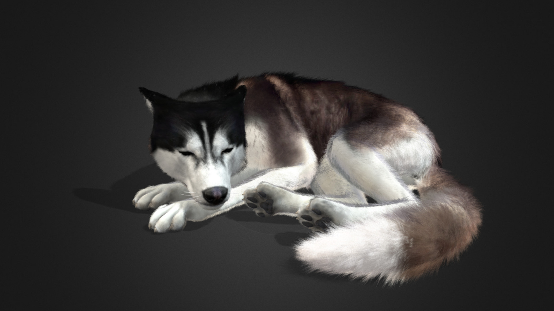 Dog - Husky Realistic Animated 3D model_5