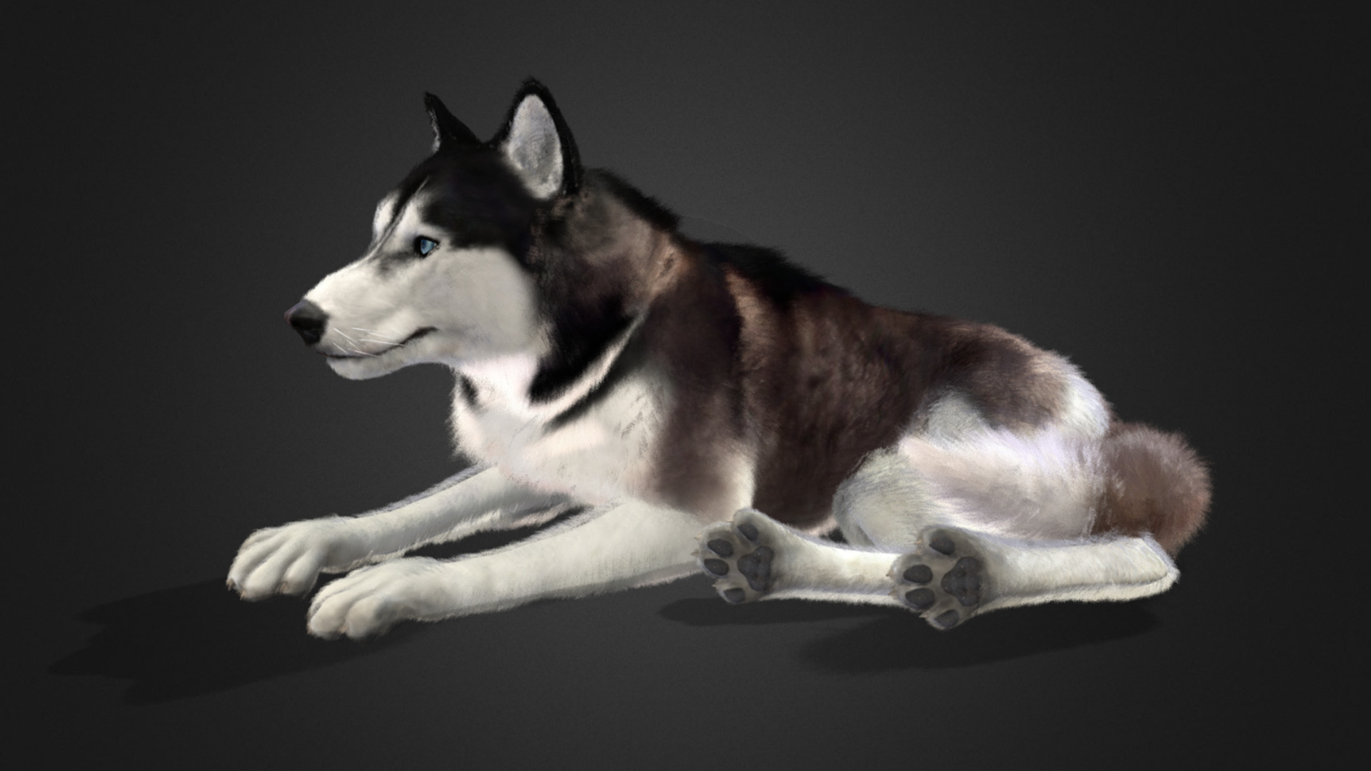 Dog - Husky Realistic Animated 3D model_4