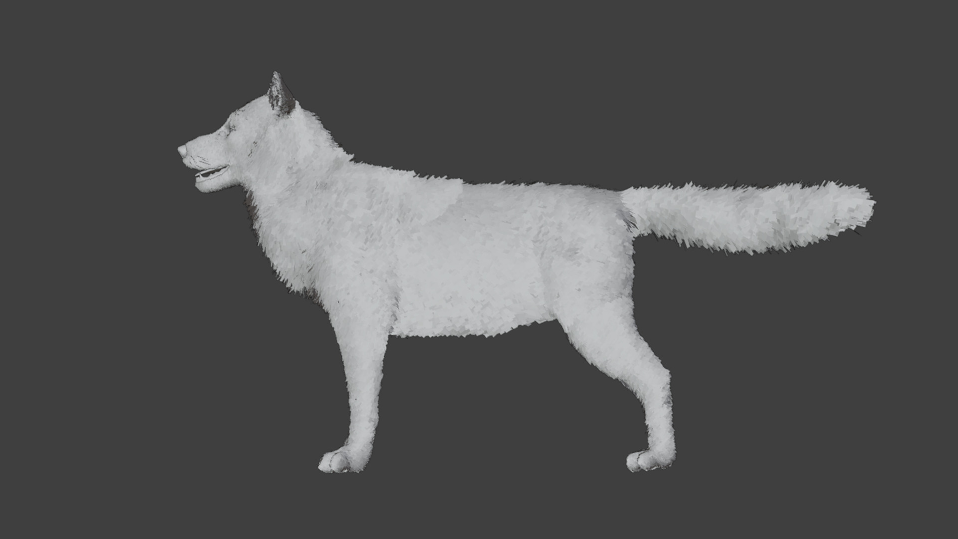 Dog - Husky Realistic Animated 3D model_19