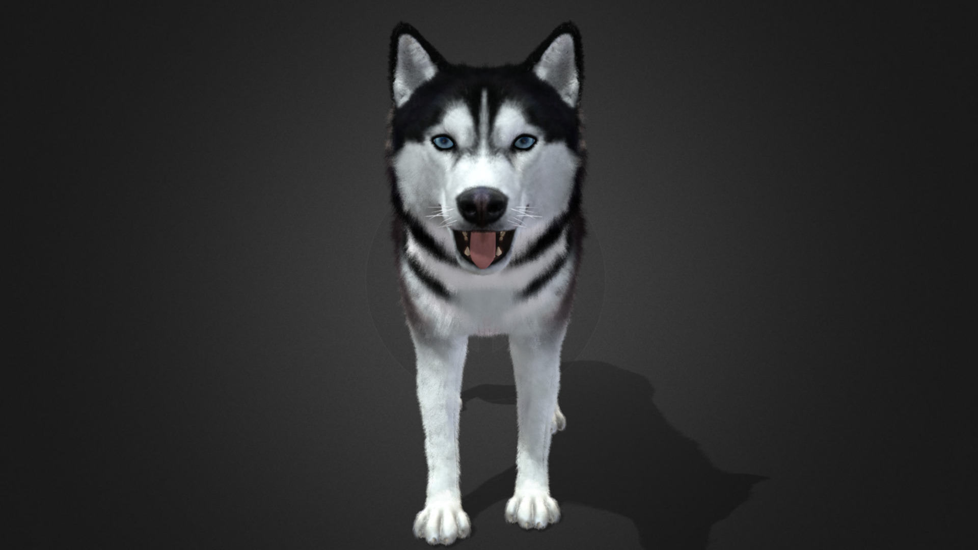 Dog - Husky Realistic Animated 3D model_9