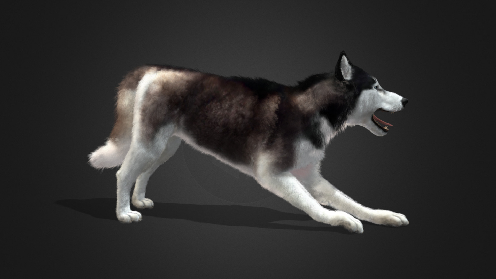 Dog - Husky Realistic Animated 3D model_12