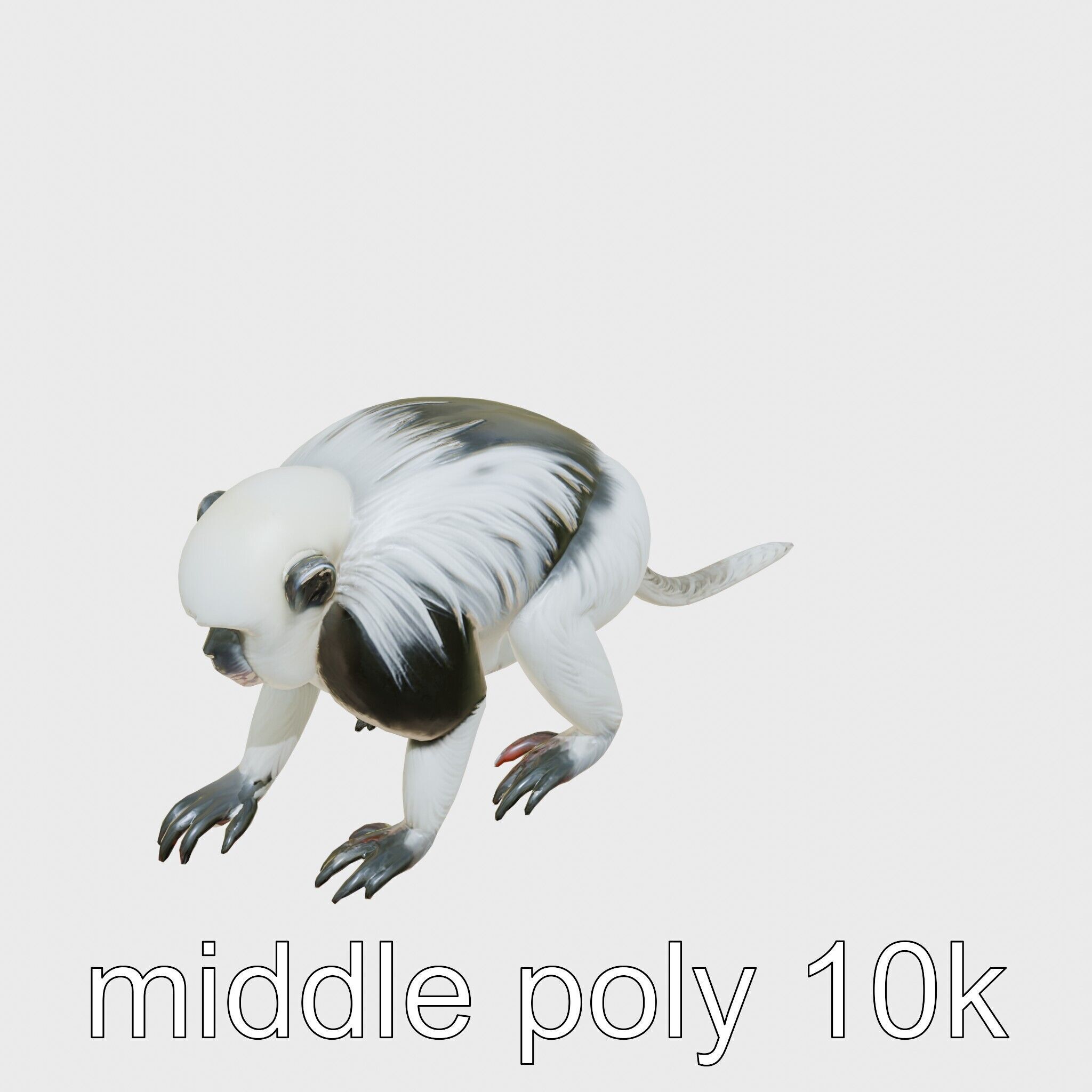 Colobus Monkey 3D Model with Flowing Fur Details Low-poly 3D model_12