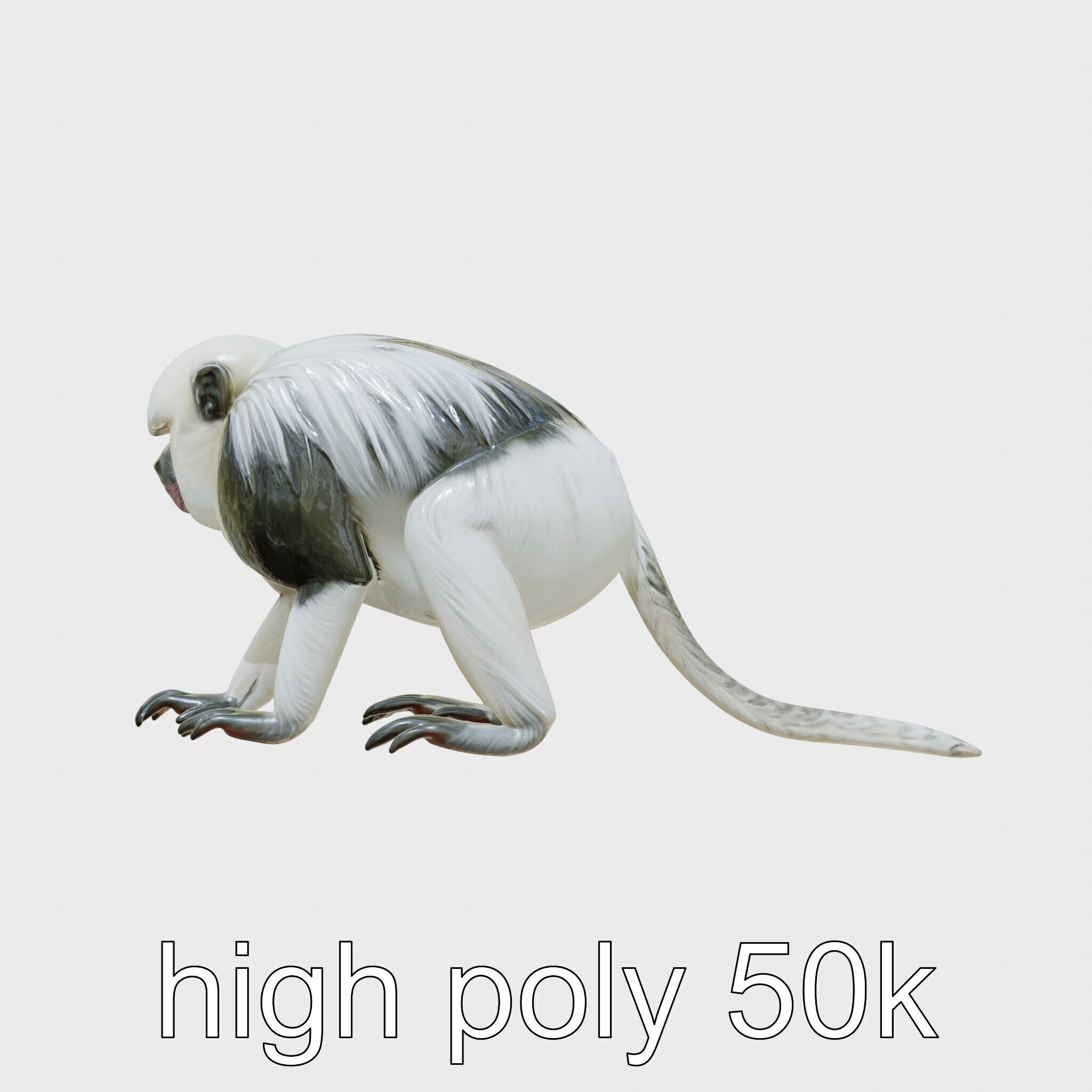 Colobus Monkey 3D Model with Flowing Fur Details Low-poly 3D model_15