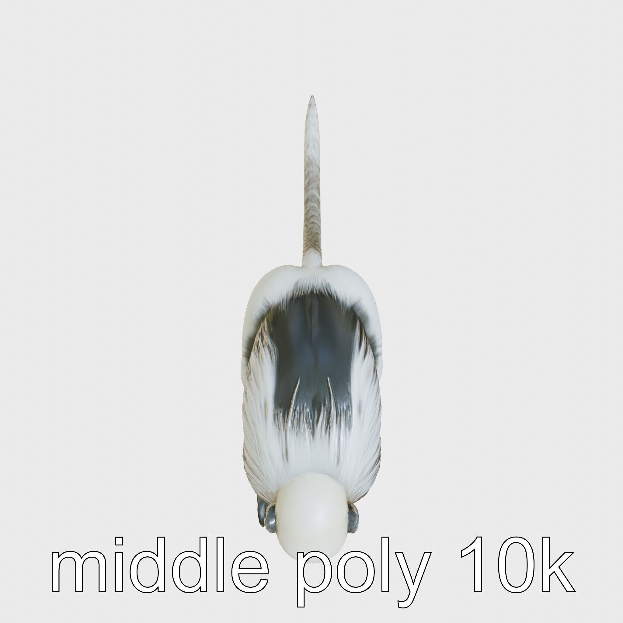 Colobus Monkey 3D Model with Flowing Fur Details Low-poly 3D model_22