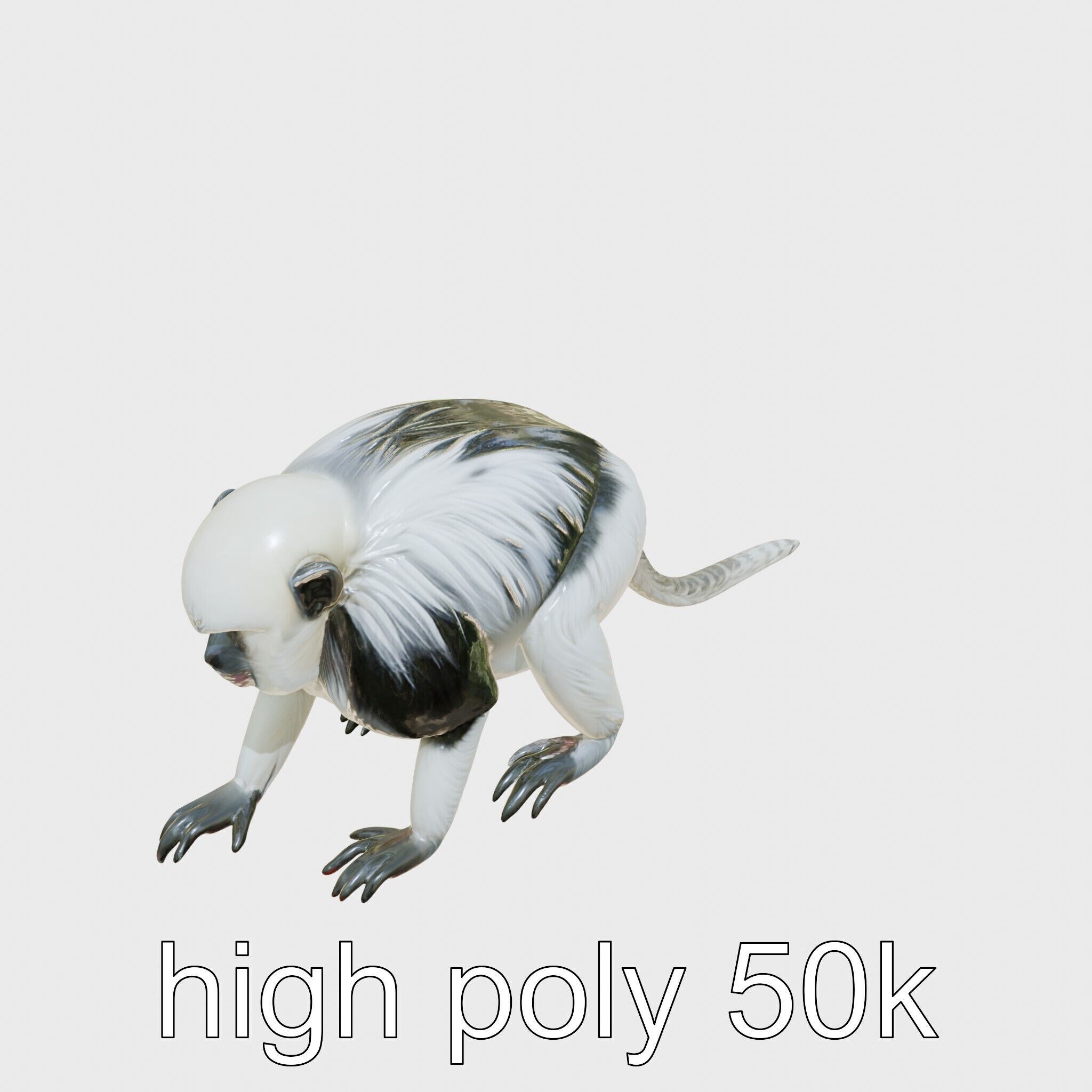 Colobus Monkey 3D Model with Flowing Fur Details Low-poly 3D model_11