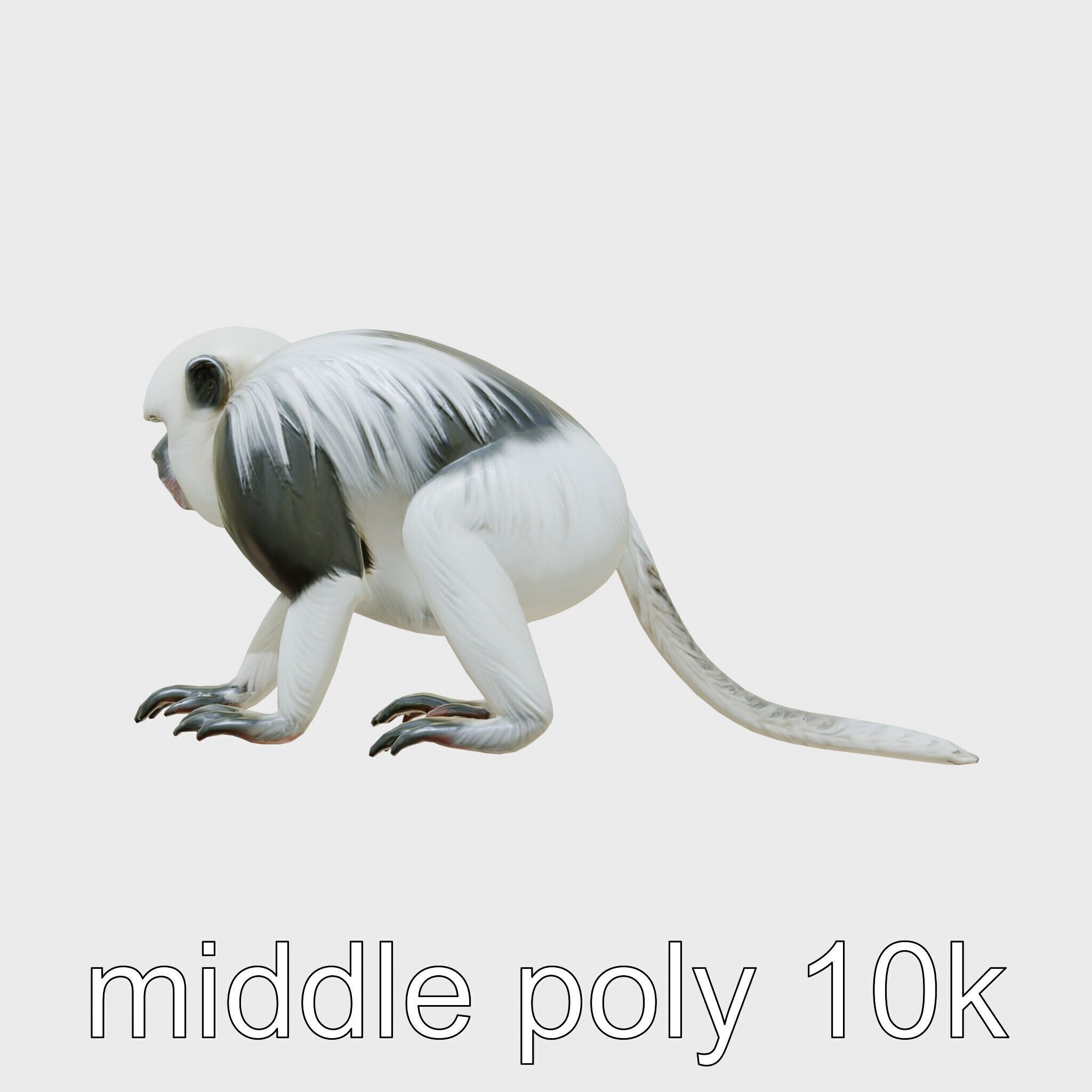 Colobus Monkey 3D Model with Flowing Fur Details Low-poly 3D model_28