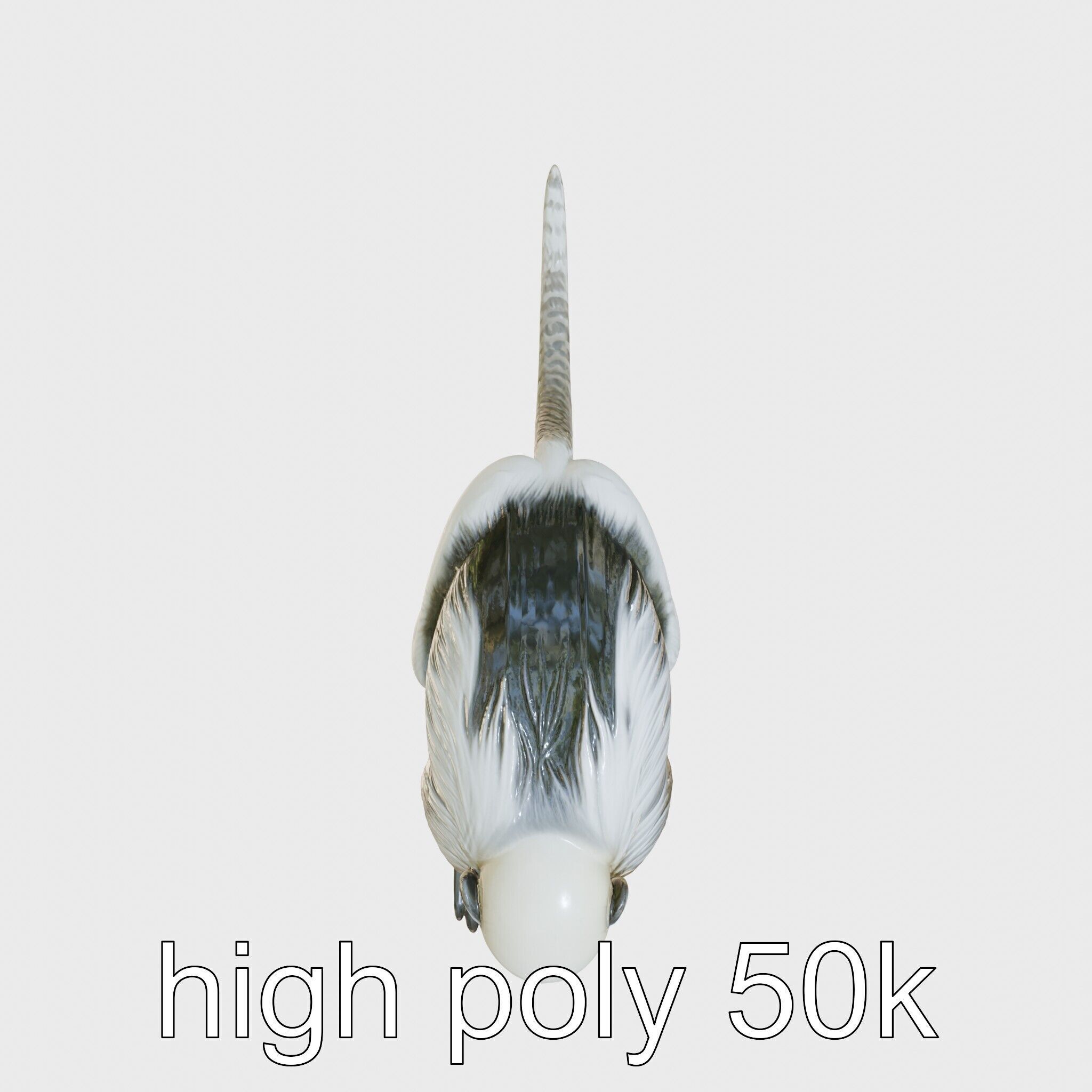 Colobus Monkey 3D Model with Flowing Fur Details Low-poly 3D model_17