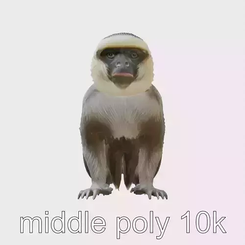 White-Faced Capuchin Monkey 3D Model