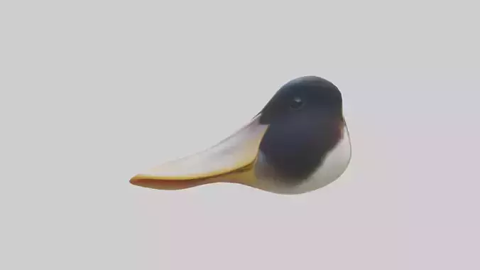 Duck Beak 3D model