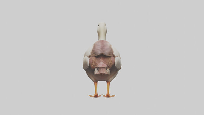 Duck Digestive System 3D model