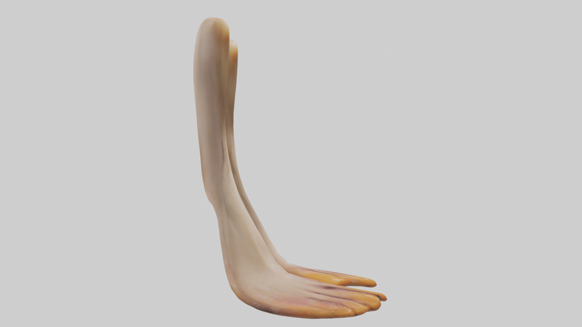 Duck Feet Low-poly 3D model_13