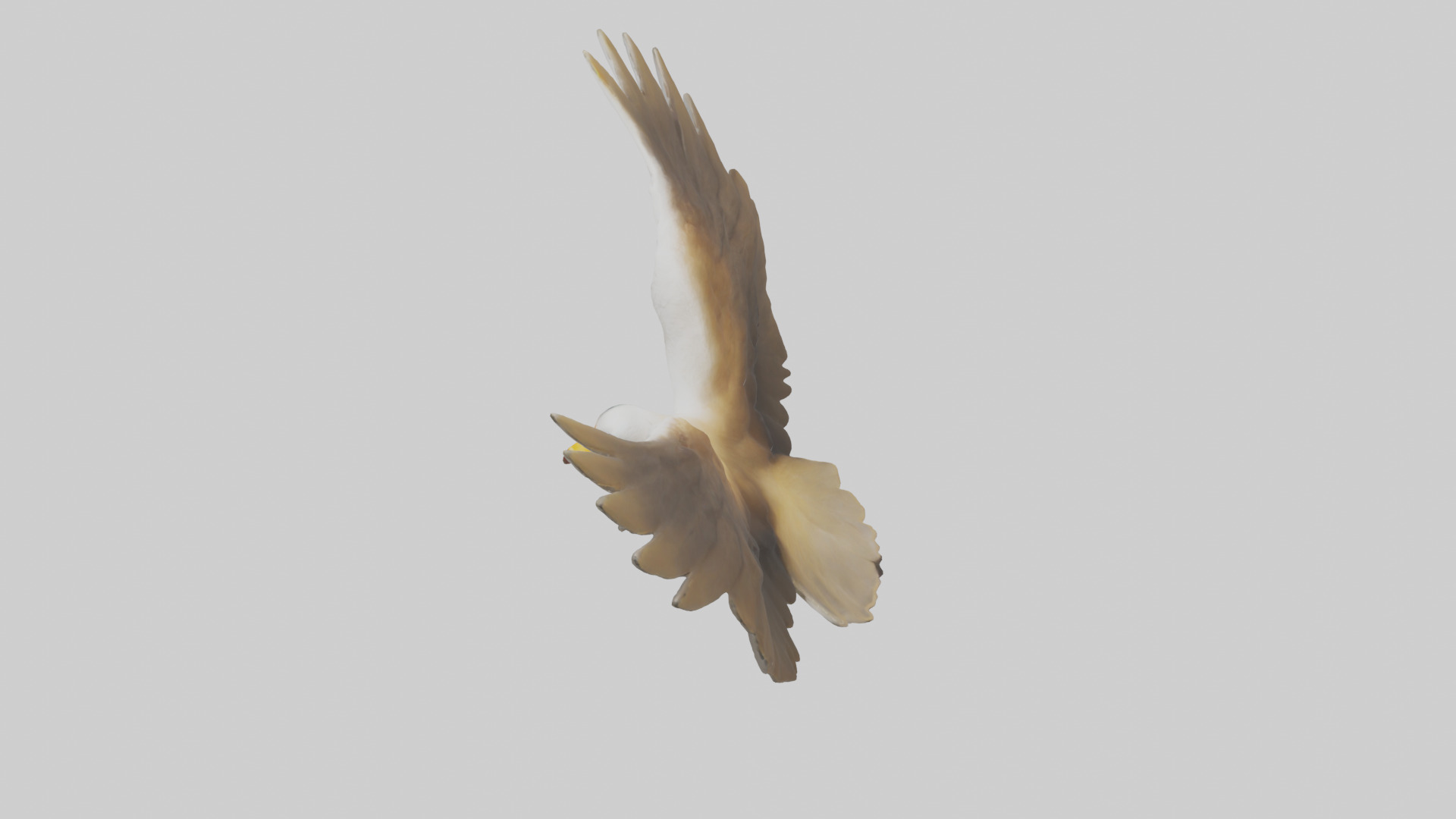 Duck Wings Model 3D model_17