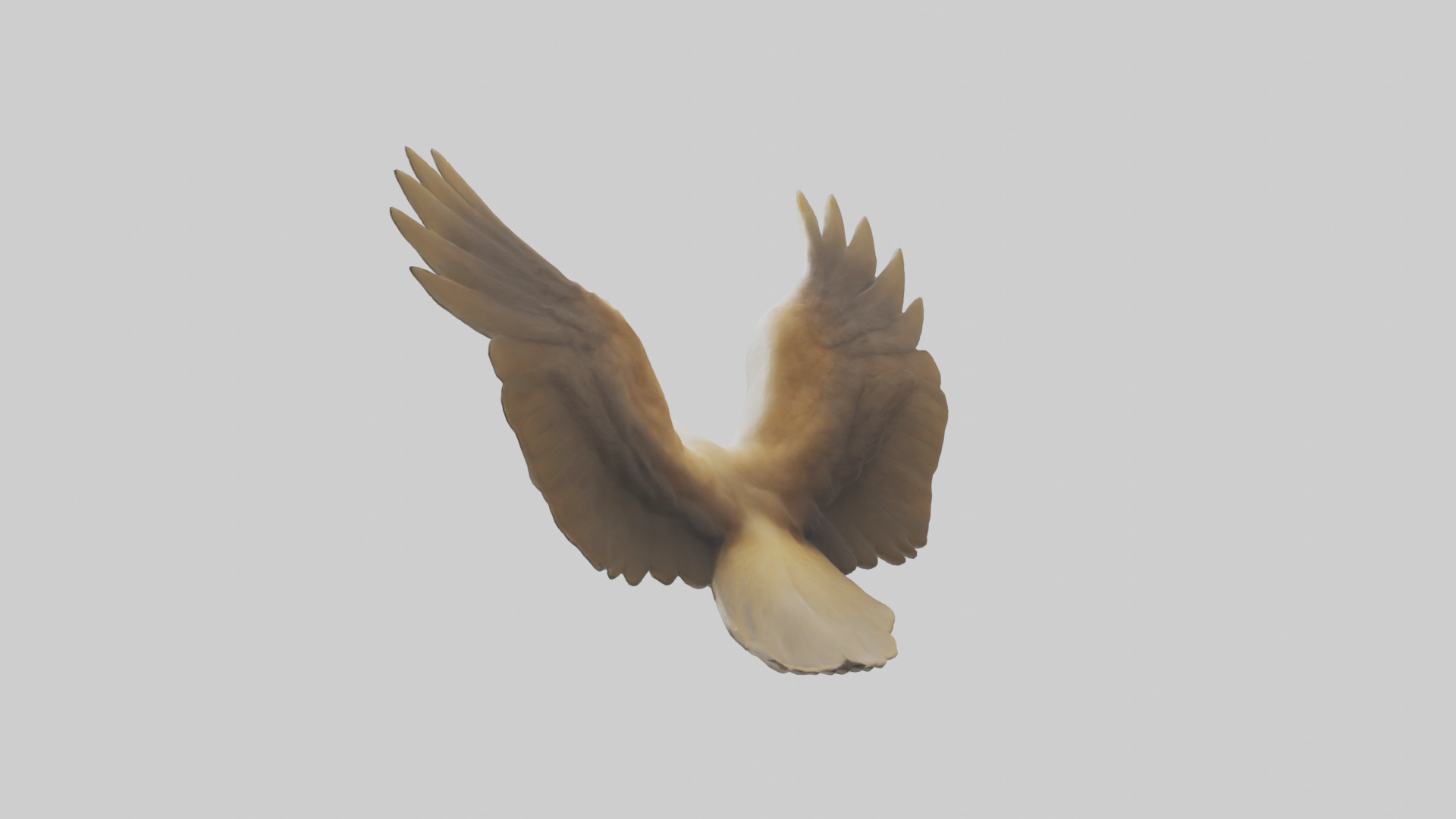 Duck Wings Model 3D model_3