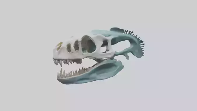 Dunkleosteus Skull Skeleton model 3D model