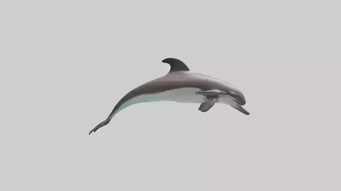 Dusky Dolphin flipping model 3D model