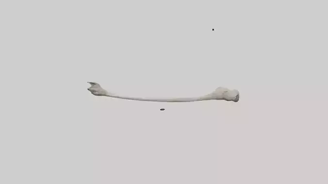 Eagle Femur