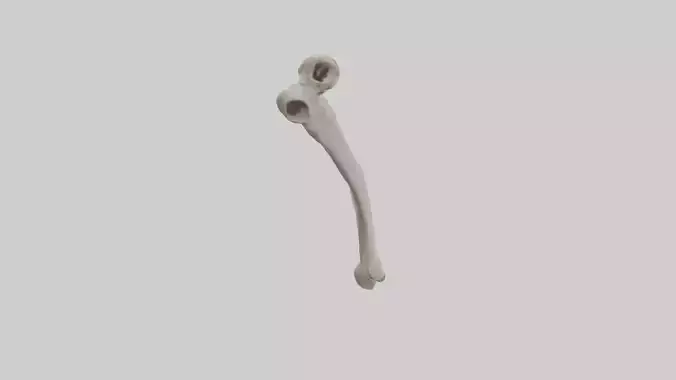 Eagle Humerus