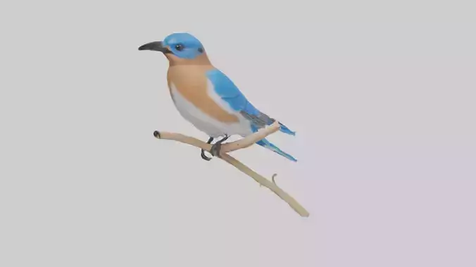 Eastern Bluebird perched model