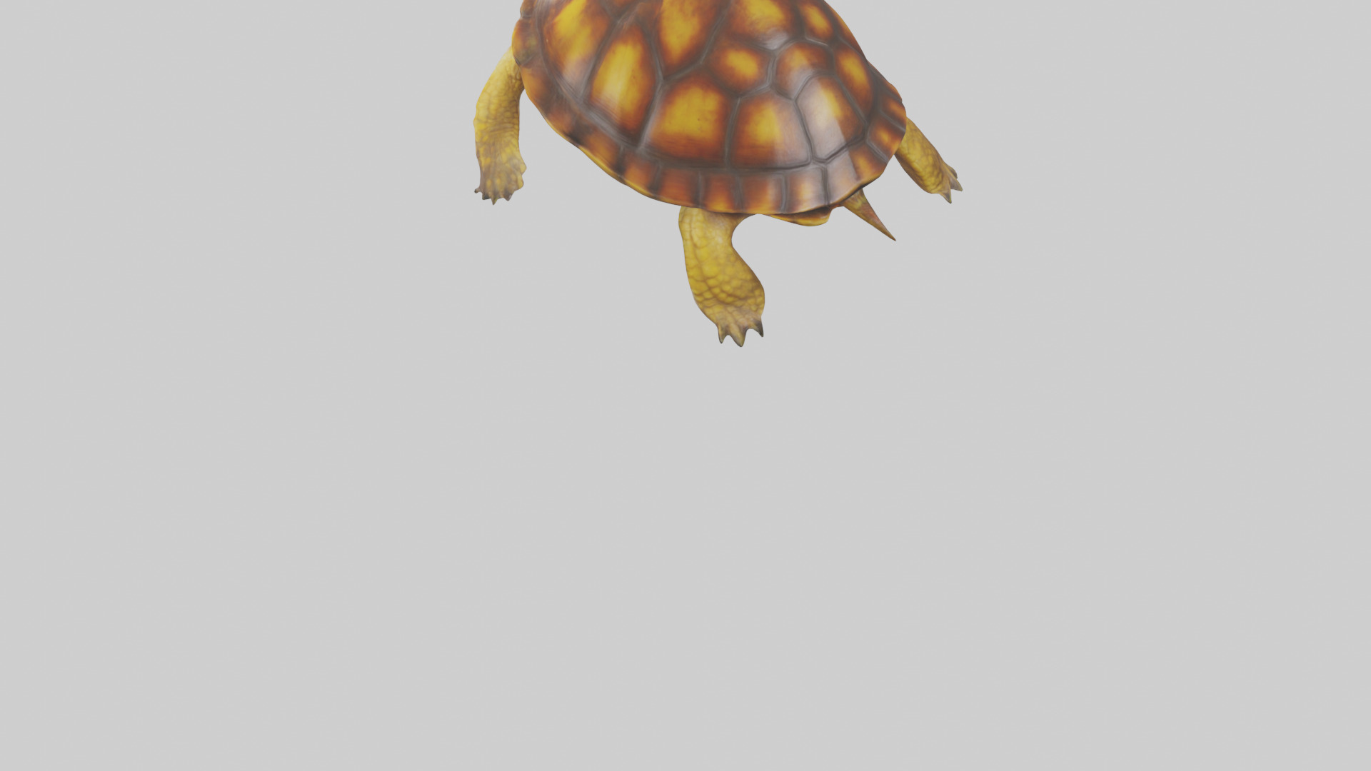 Eastern Box Turtle swimming model 3D model_4