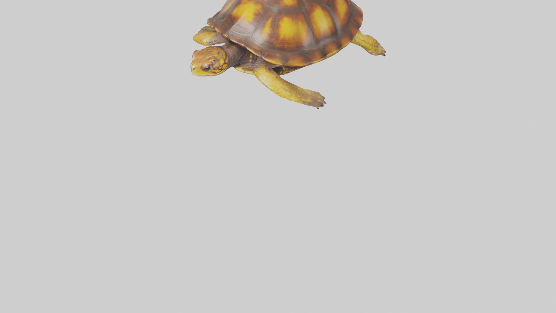 Eastern Box Turtle swimming model 3D model_6