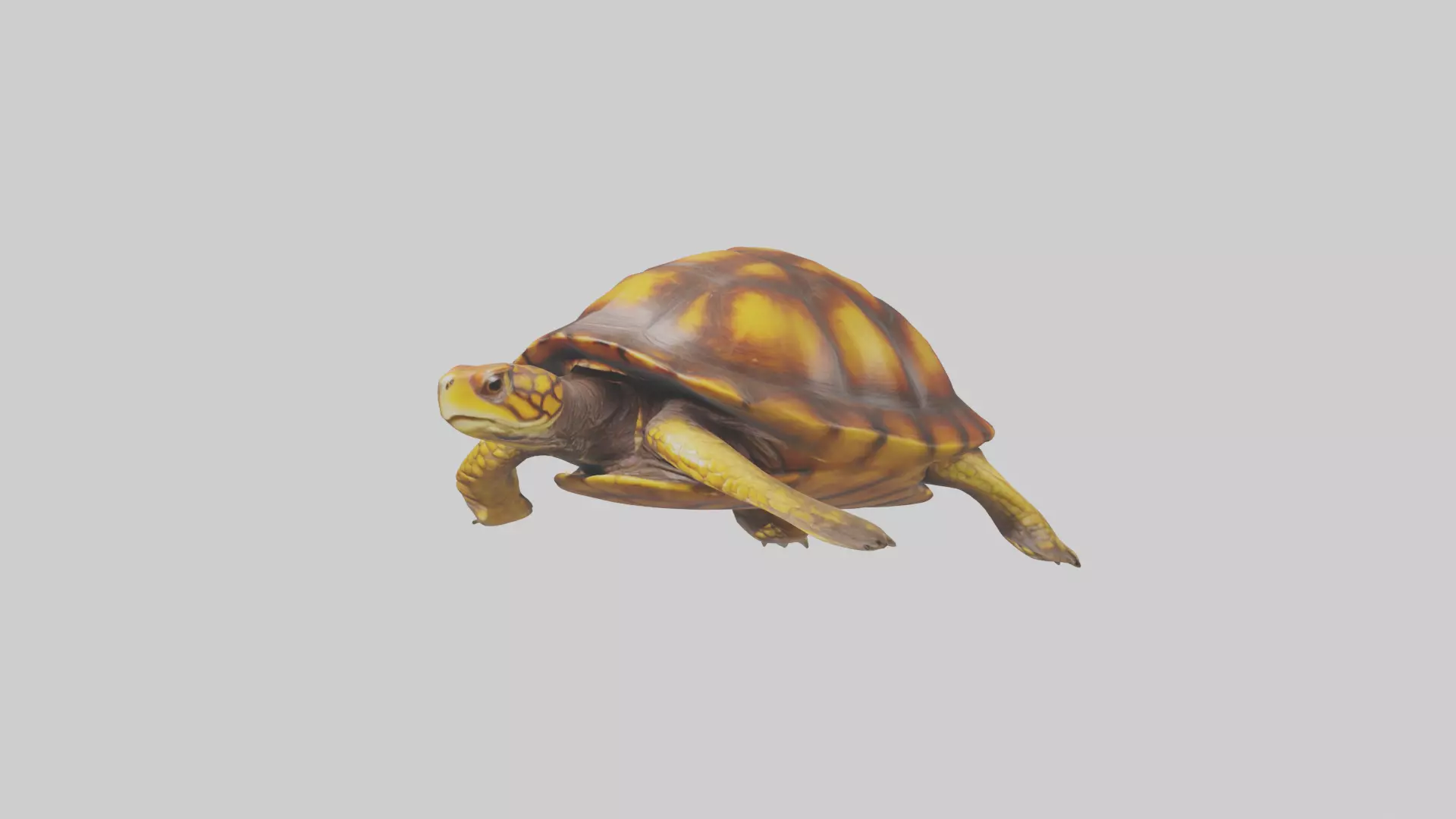 Eastern Box Turtle swimming model 3D model_0