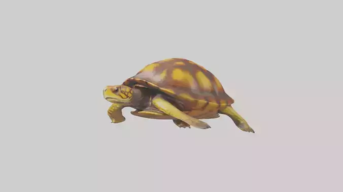 Eastern Box Turtle swimming model