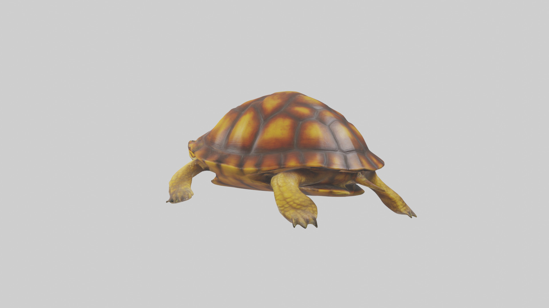 Eastern Box Turtle swimming model 3D model_2