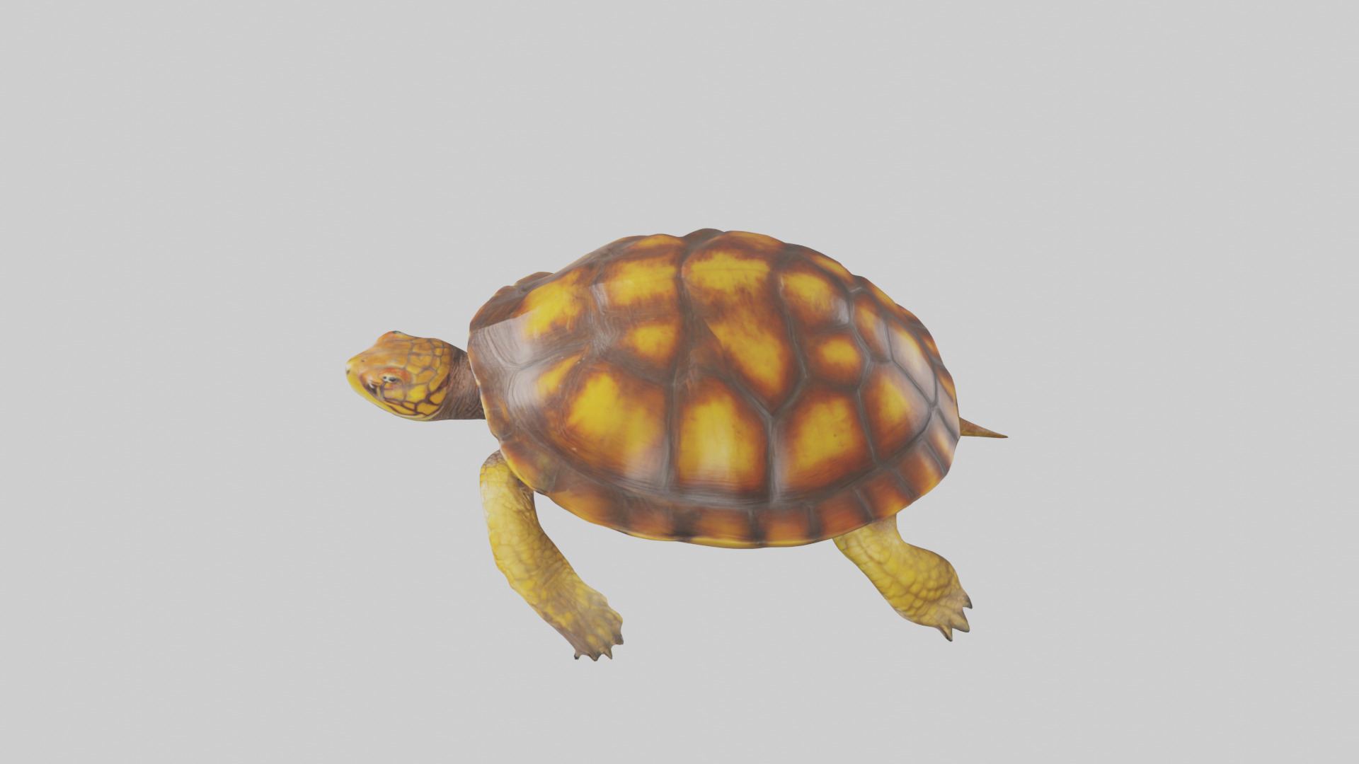 Eastern Box Turtle swimming model 3D model_17
