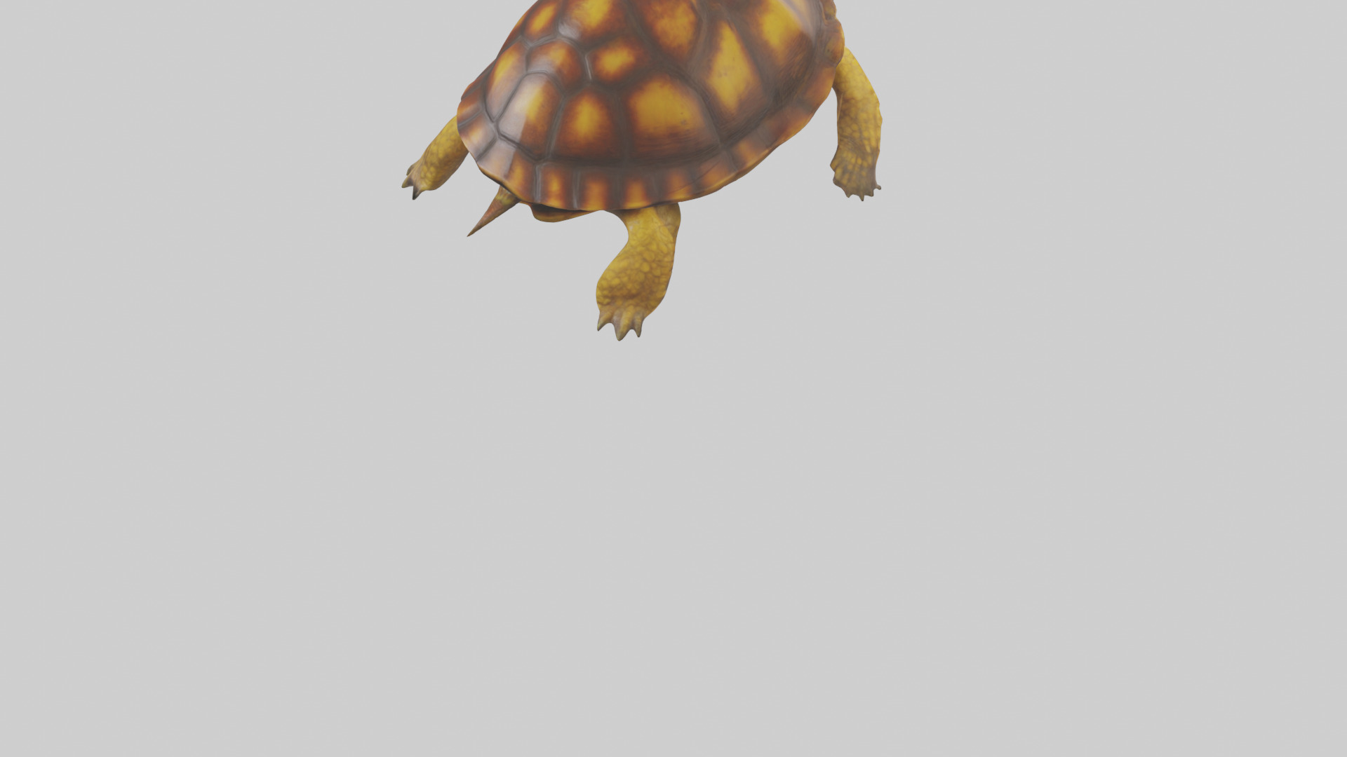 Eastern Box Turtle swimming model 3D model_5