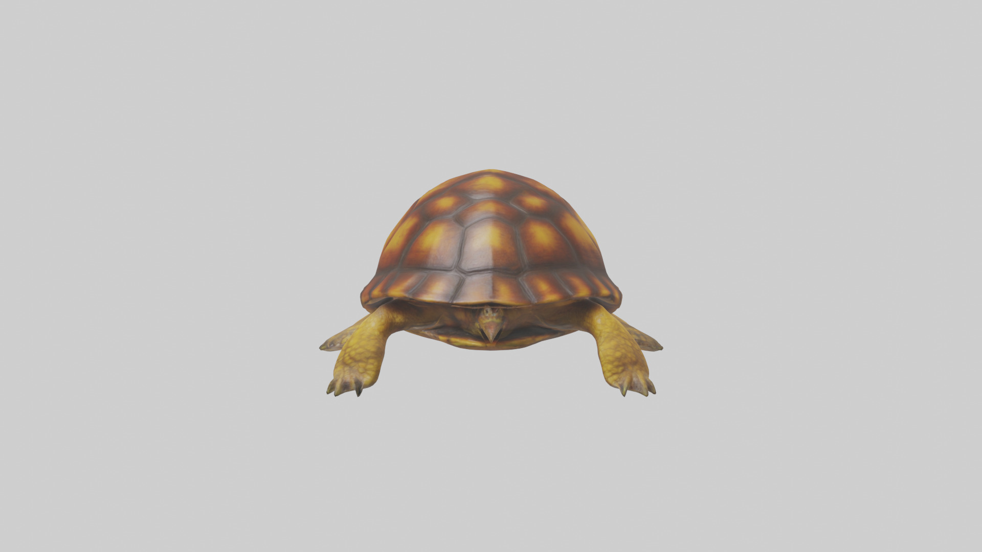 Eastern Box Turtle swimming model 3D model_1