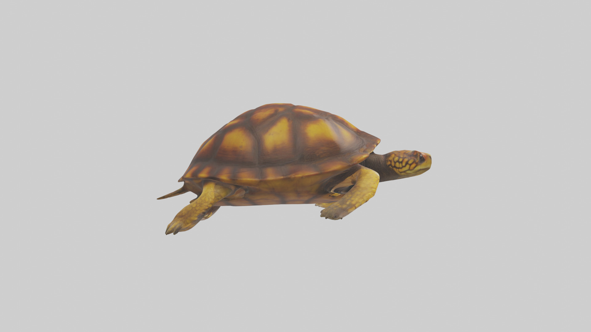 Eastern Box Turtle swimming model 3D model_13