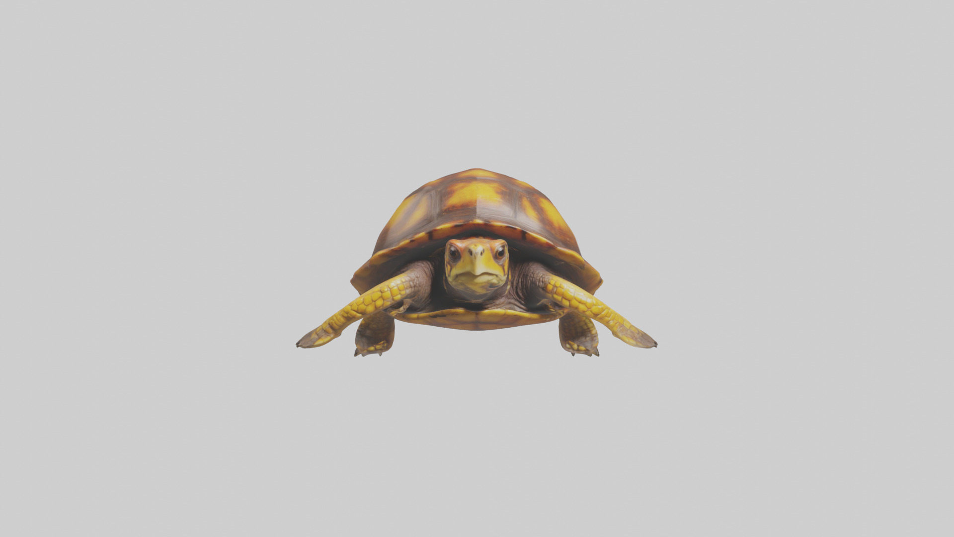 Eastern Box Turtle swimming model 3D model_9