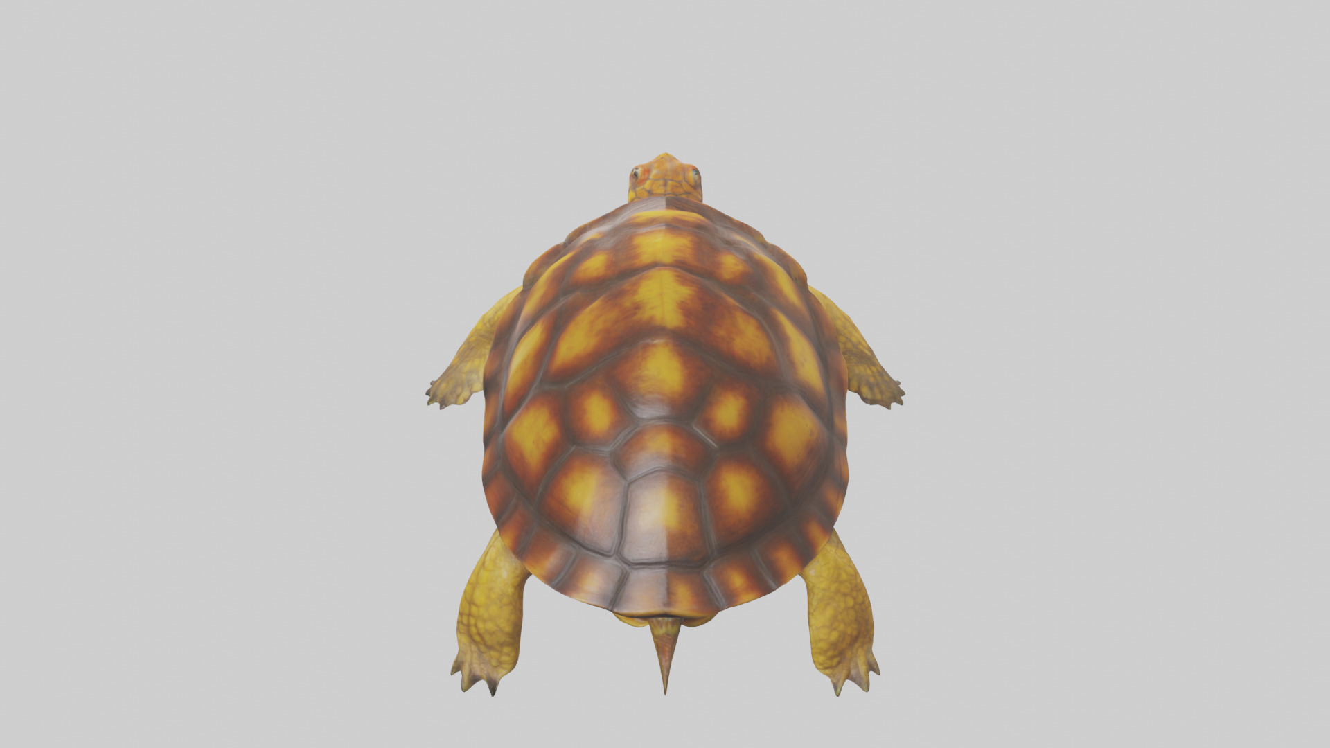 Eastern Box Turtle swimming model 3D model_15