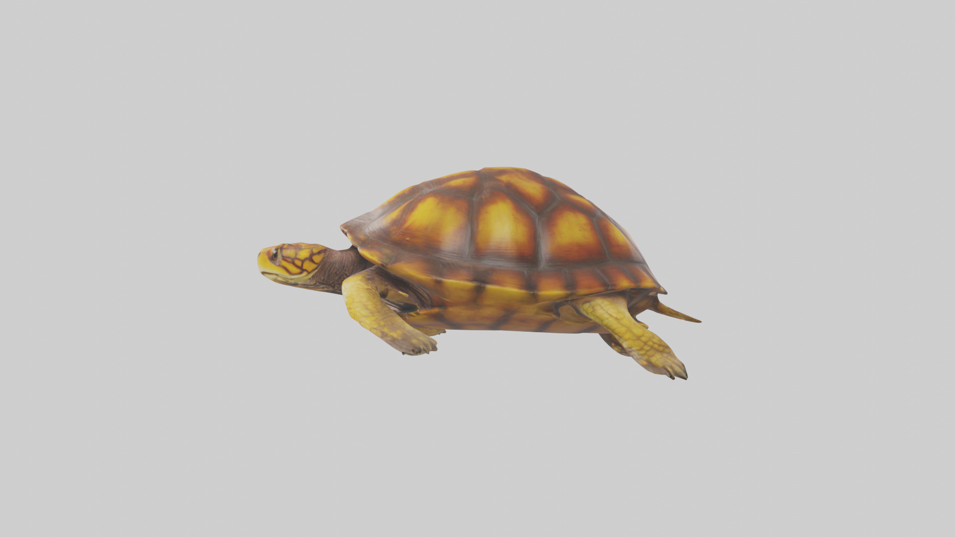 Eastern Box Turtle swimming model 3D model_12