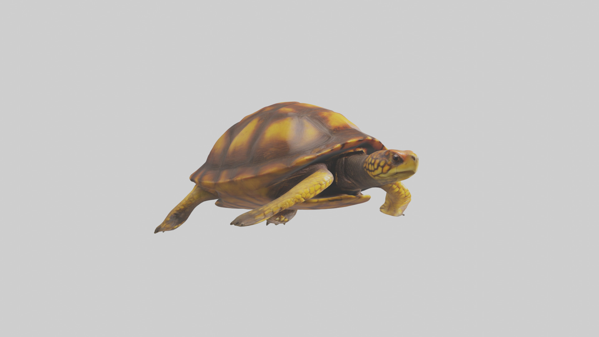 Eastern Box Turtle swimming model 3D model_11