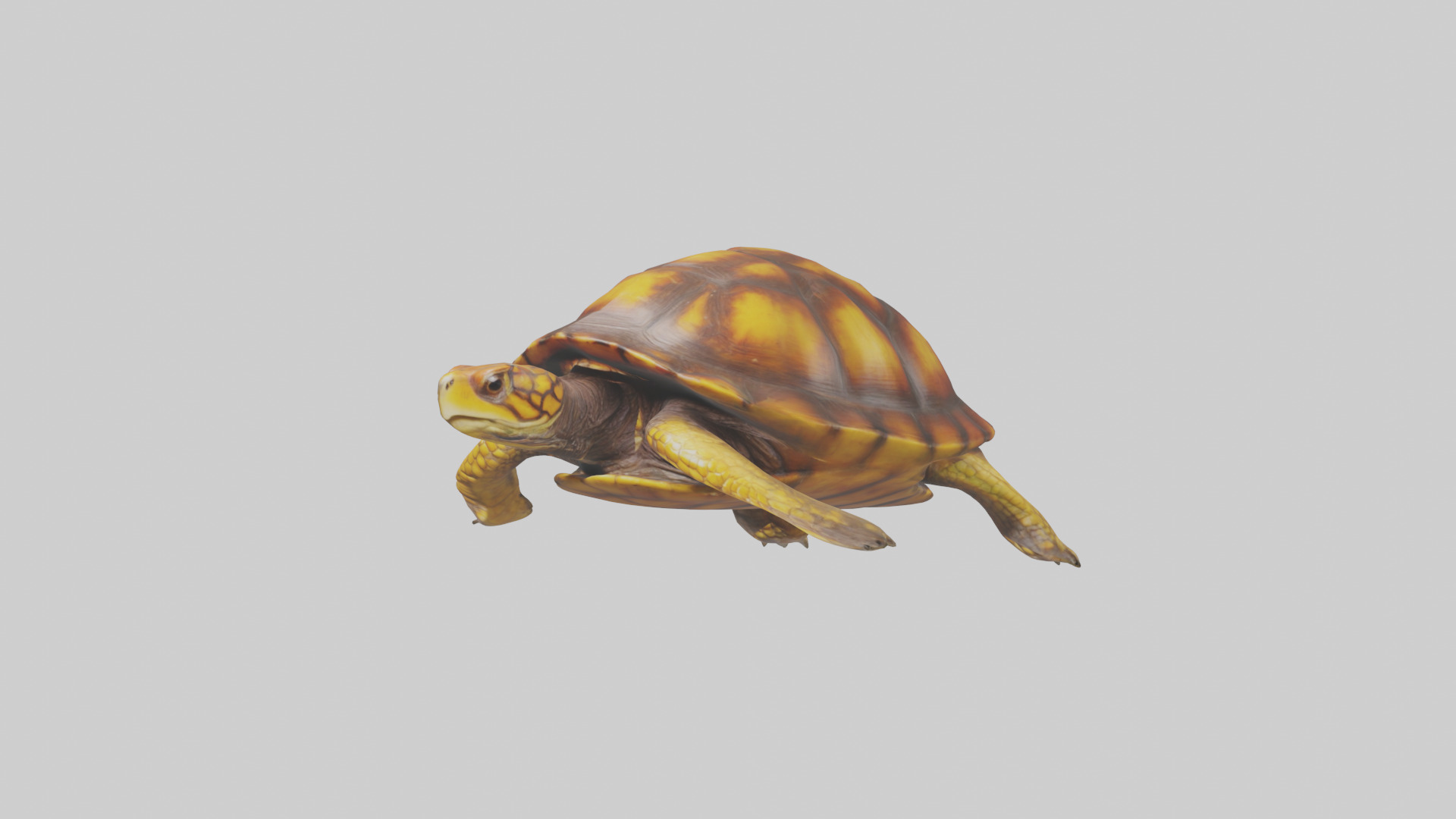 Eastern Box Turtle swimming model 3D model_10