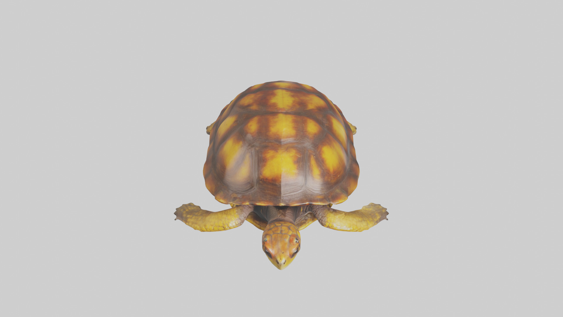 Eastern Box Turtle swimming model 3D model_16