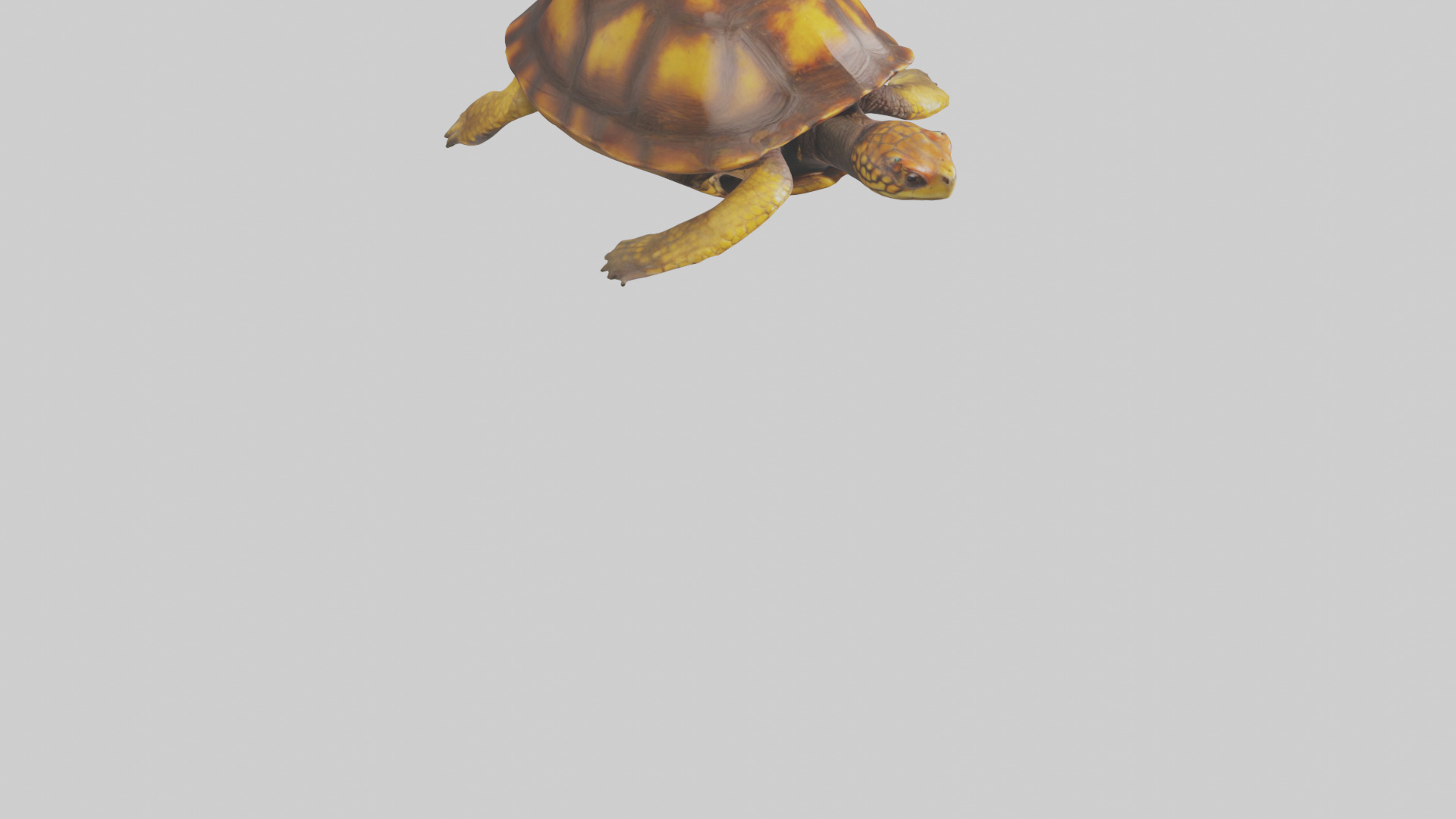 Eastern Box Turtle swimming model 3D model_7