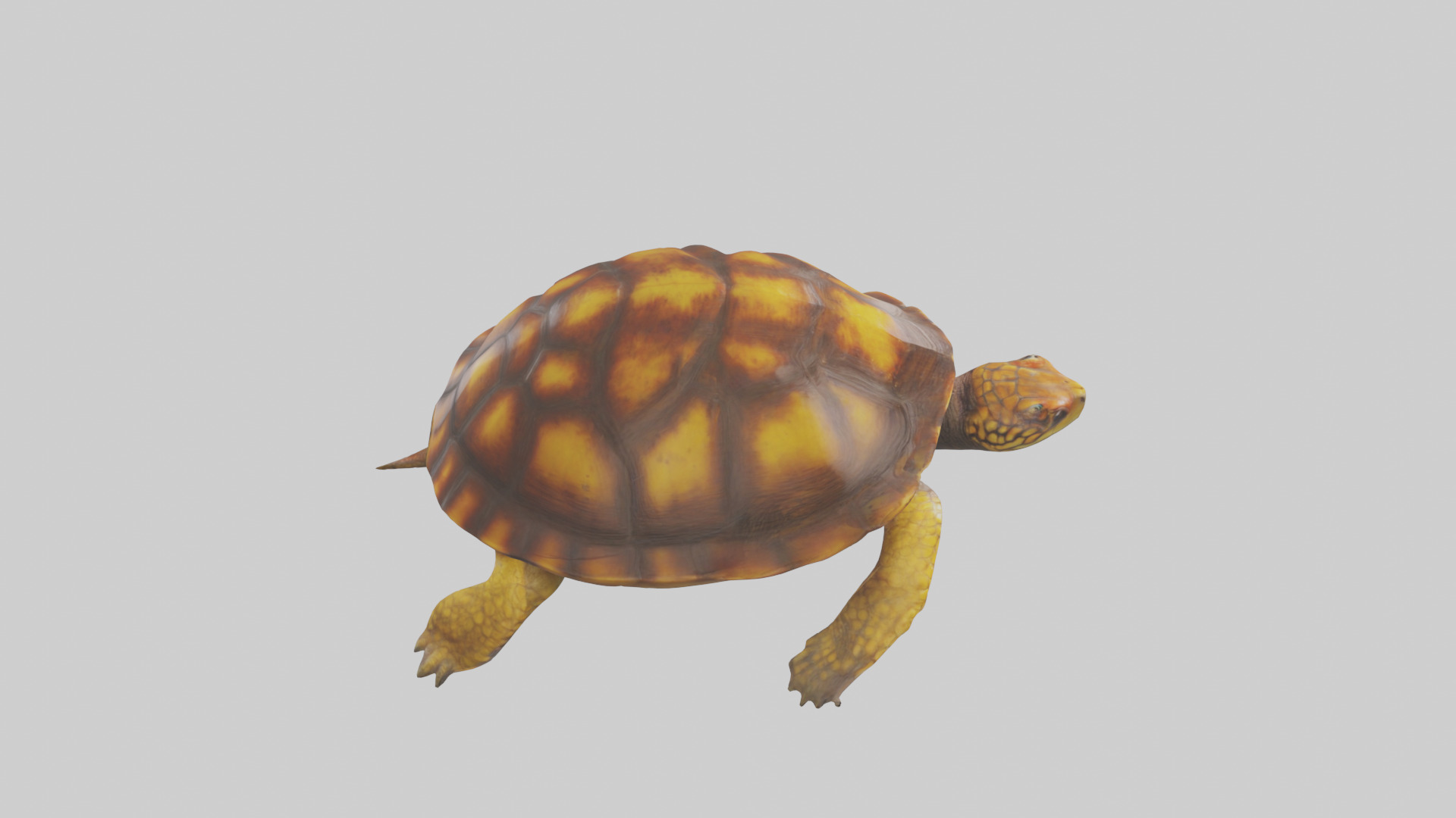 Eastern Box Turtle swimming model 3D model_18