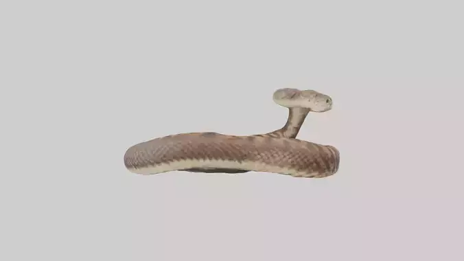 Eastern Diamondback Rattlesnake coiled model