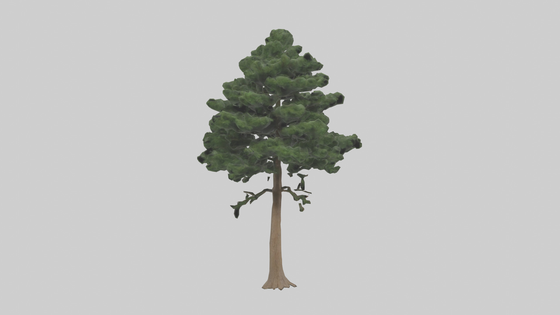 Eastern Hemlock tree model 3D model_9